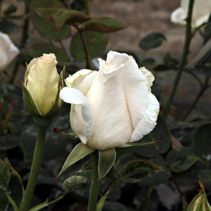 Poзa Маунт Шаста - белая - Роза форибунда крупноцветковая 